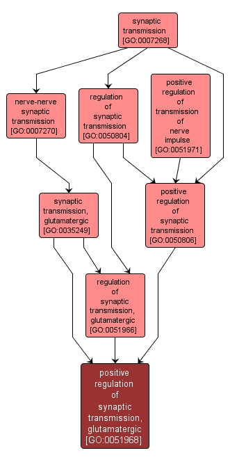 GO:0051968 - positive regulation of synaptic transmission, glutamatergic (interactive image map)