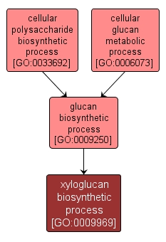 GO:0009969 - xyloglucan biosynthetic process (interactive image map)