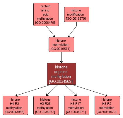 GO:0034969 - histone arginine methylation (interactive image map)