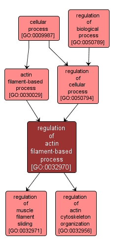 GO:0032970 - regulation of actin filament-based process (interactive image map)