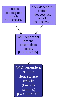 GO:0046970 - NAD-dependent histone deacetylase activity (H4-K16 specific) (interactive image map)