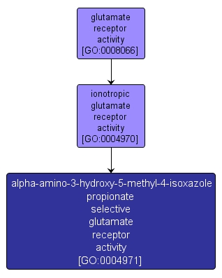 GO:0004971 - alpha-amino-3-hydroxy-5-methyl-4-isoxazole propionate selective glutamate receptor activity (interactive image map)