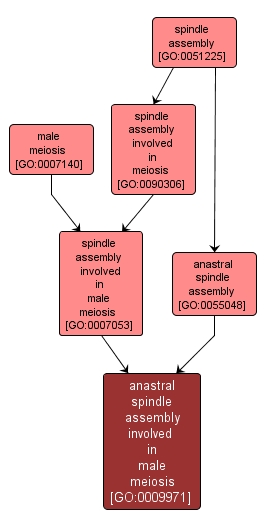 GO:0009971 - anastral spindle assembly involved in male meiosis (interactive image map)