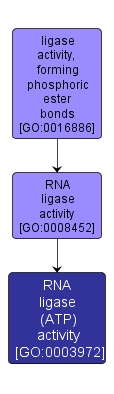 GO:0003972 - RNA ligase (ATP) activity (interactive image map)