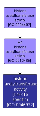GO:0046972 - histone acetyltransferase activity (H4-K16 specific) (interactive image map)