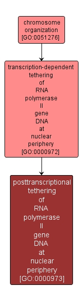 GO:0000973 - posttranscriptional tethering of RNA polymerase II gene DNA at nuclear periphery (interactive image map)