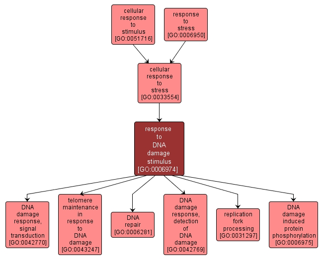 GO:0006974 - response to DNA damage stimulus (interactive image map)