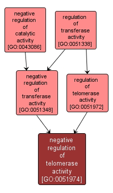 GO:0051974 - negative regulation of telomerase activity (interactive image map)
