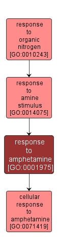 GO:0001975 - response to amphetamine (interactive image map)