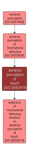 GO:0050975 - sensory perception of touch (interactive image map)