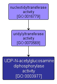 GO:0003977 - UDP-N-acetylglucosamine diphosphorylase activity (interactive image map)