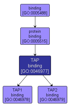 GO:0046977 - TAP binding (interactive image map)