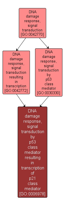 GO:0006978 - DNA damage response, signal transduction by p53 class mediator resulting in transcription of p21 class mediator (interactive image map)