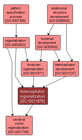 GO:0021978 - telencephalon regionalization (interactive image map)