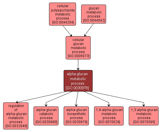 GO:0030978 - alpha-glucan metabolic process (interactive image map)