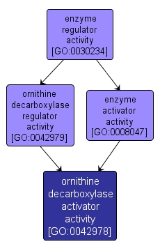 GO:0042978 - ornithine decarboxylase activator activity (interactive image map)