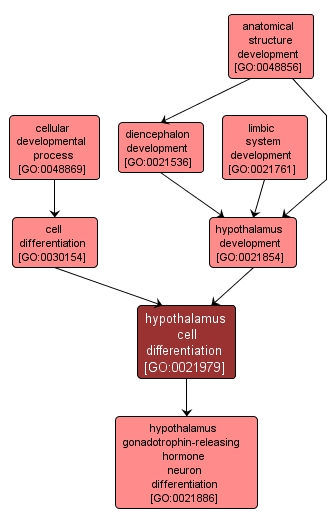 GO:0021979 - hypothalamus cell differentiation (interactive image map)