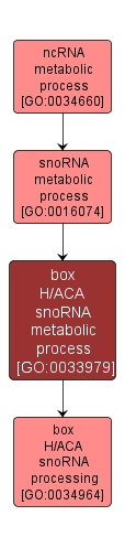 GO:0033979 - box H/ACA snoRNA metabolic process (interactive image map)