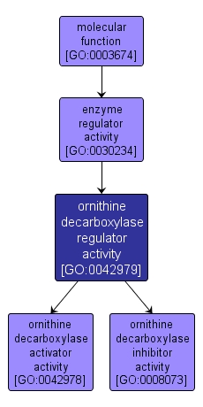 GO:0042979 - ornithine decarboxylase regulator activity (interactive image map)