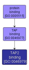 GO:0046979 - TAP2 binding (interactive image map)