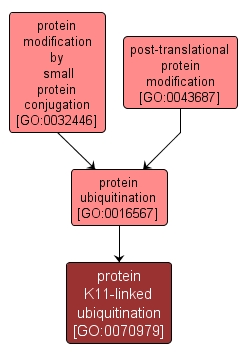 GO:0070979 - protein K11-linked ubiquitination (interactive image map)