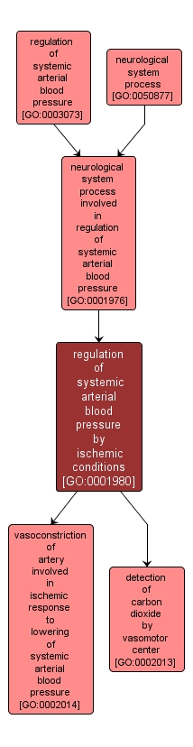 GO:0001980 - regulation of systemic arterial blood pressure by ischemic conditions (interactive image map)