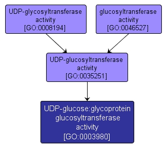 GO:0003980 - UDP-glucose:glycoprotein glucosyltransferase activity (interactive image map)