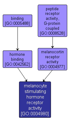 GO:0004980 - melanocyte stimulating hormone receptor activity (interactive image map)