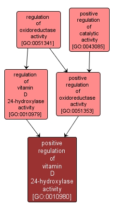 GO:0010980 - positive regulation of vitamin D 24-hydroxylase activity (interactive image map)