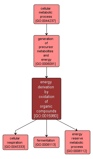 GO:0015980 - energy derivation by oxidation of organic compounds (interactive image map)