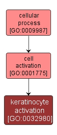 GO:0032980 - keratinocyte activation (interactive image map)