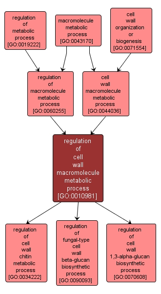 GO:0010981 - regulation of cell wall macromolecule metabolic process (interactive image map)