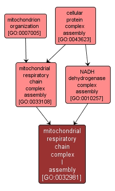 GO:0032981 - mitochondrial respiratory chain complex I assembly (interactive image map)