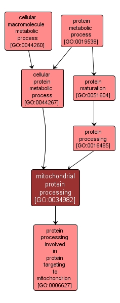 GO:0034982 - mitochondrial protein processing (interactive image map)