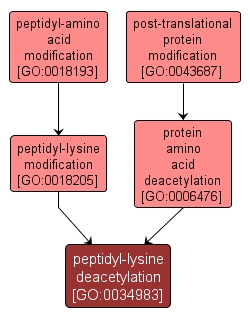 GO:0034983 - peptidyl-lysine deacetylation (interactive image map)