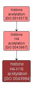 GO:0043984 - histone H4-K16 acetylation (interactive image map)