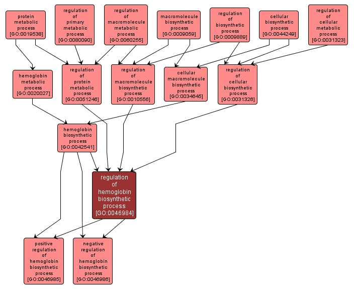 GO:0046984 - regulation of hemoglobin biosynthetic process (interactive image map)