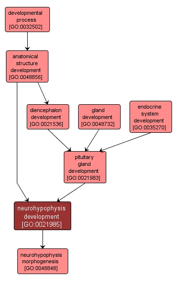 GO:0021985 - neurohypophysis development (interactive image map)