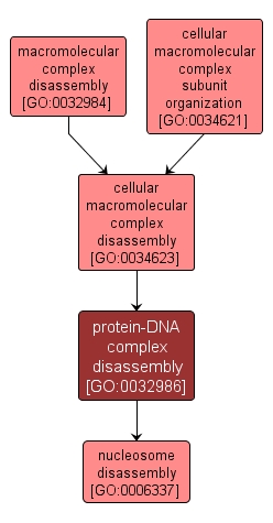 GO:0032986 - protein-DNA complex disassembly (interactive image map)