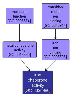 GO:0034986 - iron chaperone activity (interactive image map)