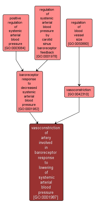 GO:0001987 - vasoconstriction of artery involved in baroreceptor response to lowering of systemic arterial blood pressure (interactive image map)