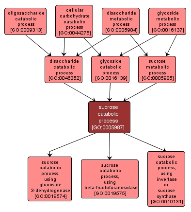 GO:0005987 - sucrose catabolic process (interactive image map)