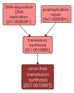 GO:0070987 - error-free translesion synthesis (interactive image map)