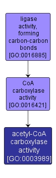 GO:0003989 - acetyl-CoA carboxylase activity (interactive image map)