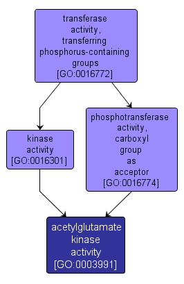 GO:0003991 - acetylglutamate kinase activity (interactive image map)