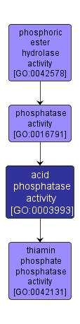 GO:0003993 - acid phosphatase activity (interactive image map)