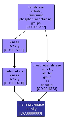 GO:0008993 - rhamnulokinase activity (interactive image map)