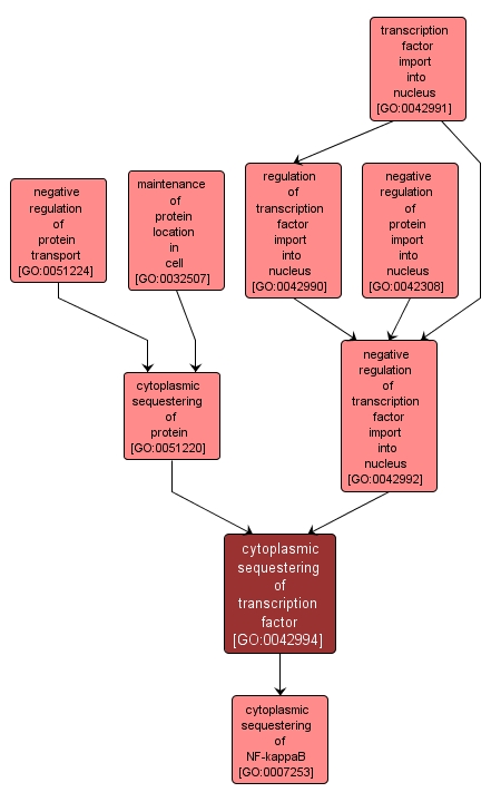 GO:0042994 - cytoplasmic sequestering of transcription factor (interactive image map)