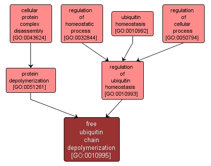 GO:0010995 - free ubiquitin chain depolymerization (interactive image map)