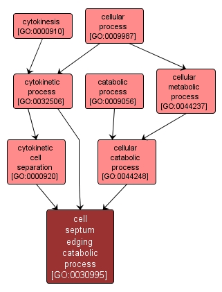 GO:0030995 - cell septum edging catabolic process (interactive image map)